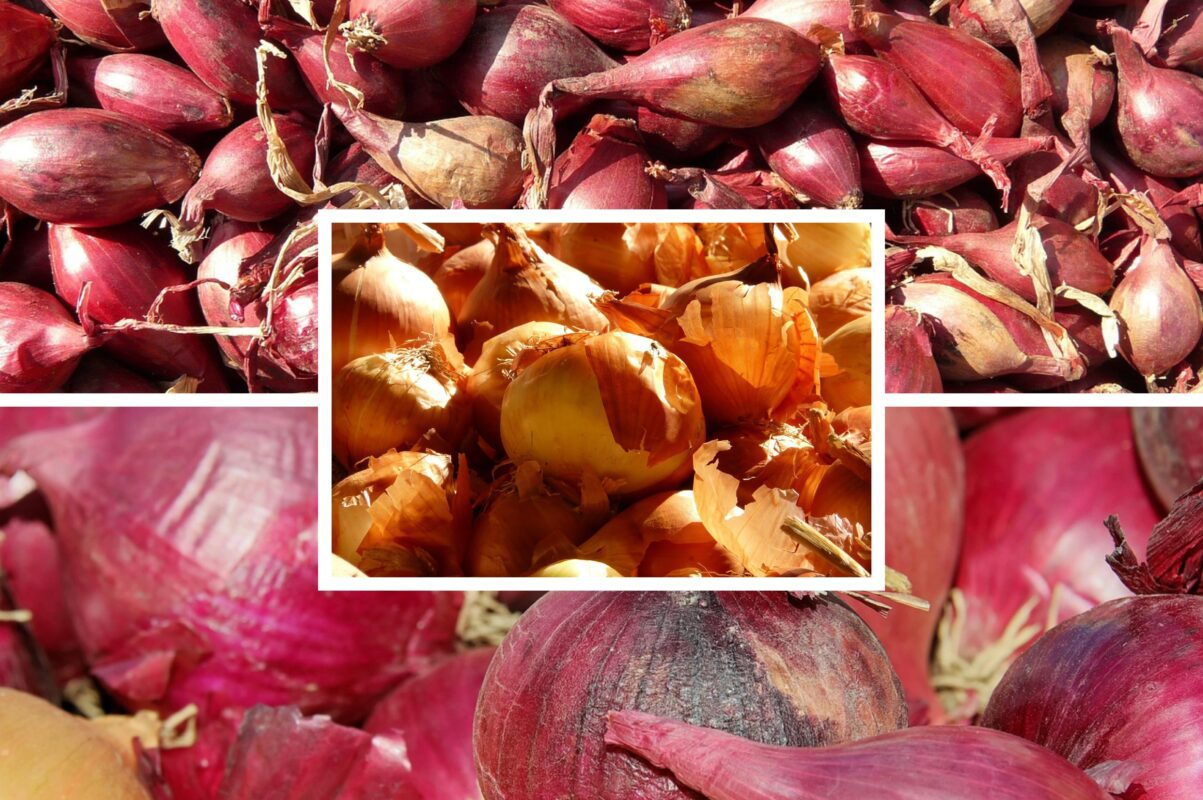 Агрономи назвали сорти озимої цибулі, які завжди дають щедрий врожай