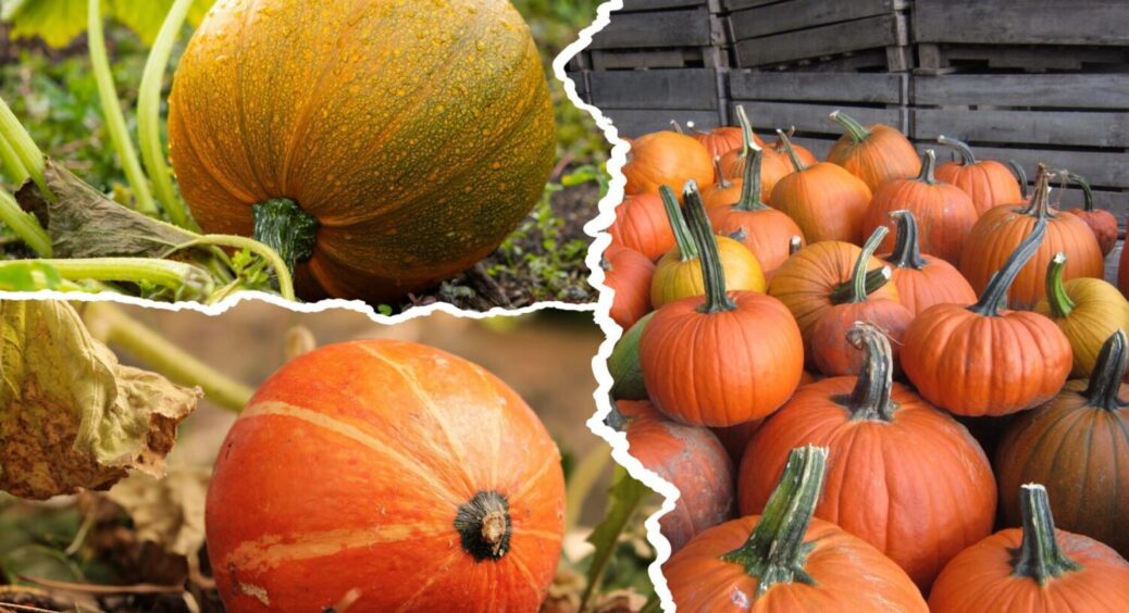 Ці 2 сорти гарбузів мої діти зʼїдають, а не “воротять” ніс: сію з легкою душею, бо не пропадуть 