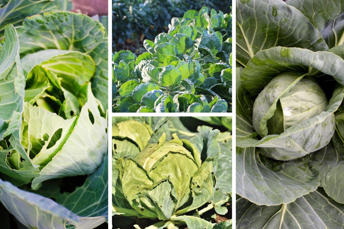 Городники розповіли, які сорти капусти посадити восени 2025 для рясного врожаю