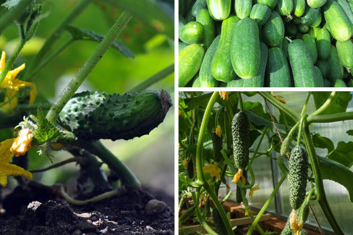 Агрономи назвали найурожайніші сорти огірків – справжні чемпіони