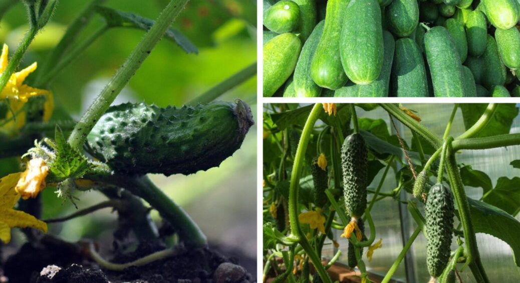 Серед пучкових сортів посію навесні одразу 2: огірки “штампують” букетами, по 10 штук у вузлі 