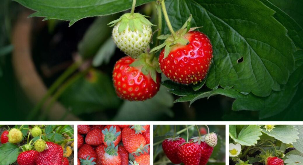 1 продукт до лунки – і полуниця вдвічі більша: завжди додаю це добриво під час посадки ягоди 