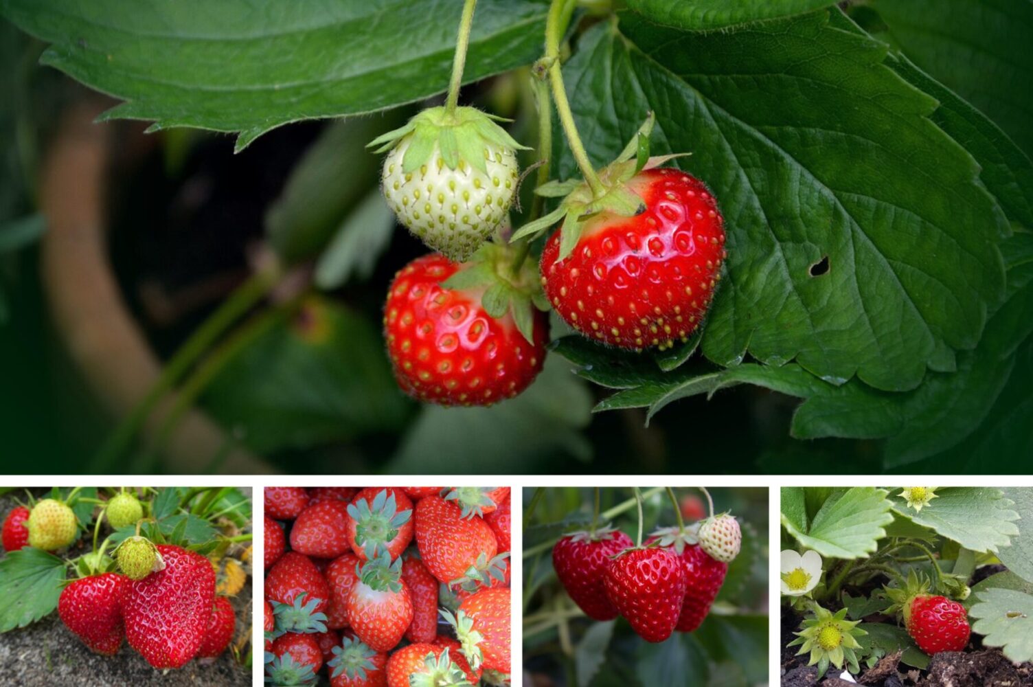 Садівники розповіли, що додати до лунки під час осінньої посадки полуниці