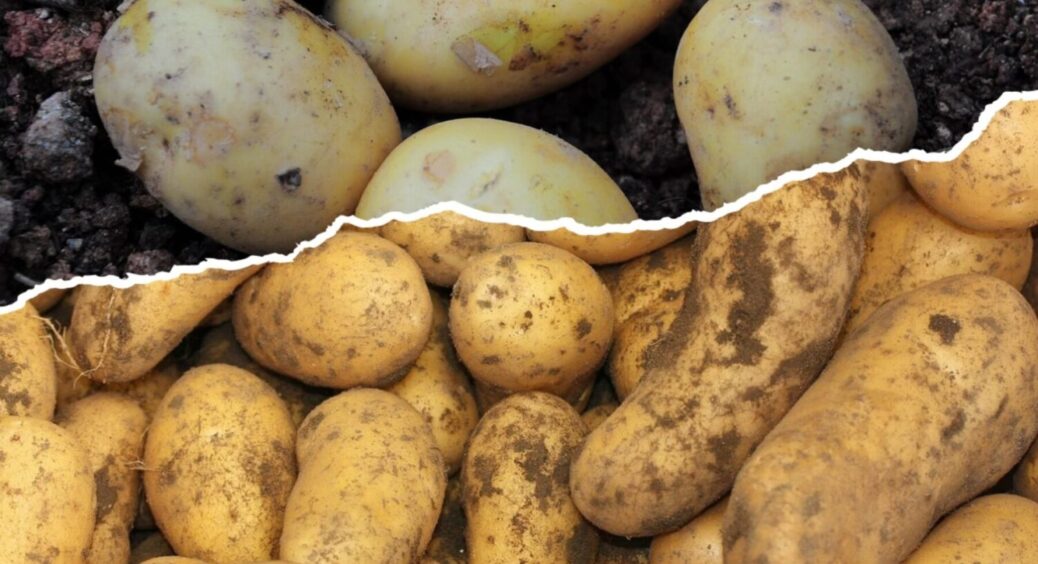 Не садіть ці 2 сорти картоплі на Київщині та Чернігівщині: мороки буде купа, а урожаю – сміх 
