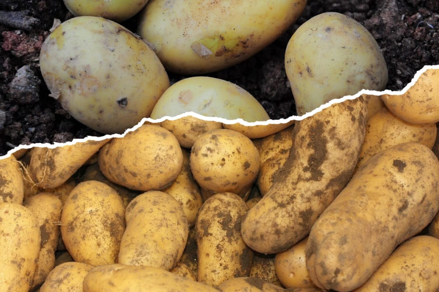Агроном назвав найкращі сорти картоплі, які дають стабільні урожаї