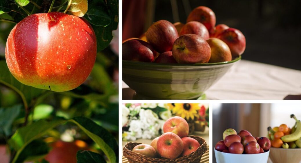 І стара яблуня плодоноситиме: роблю це у листопаді — соковиті, солодкі яблучка збираю мішками 