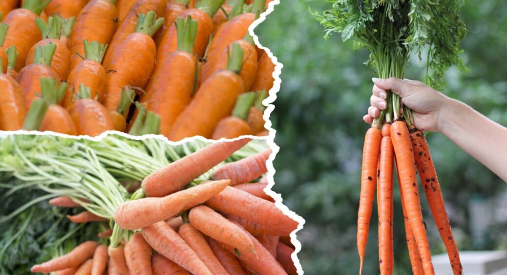 Під Одесою вирощують моркву вагою до 800 грамів – названо 2 сорти, які дають такі результати 