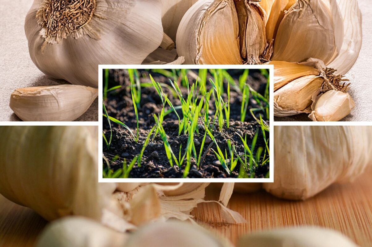 Агроном розповів, які культури можна посіяти під зиму