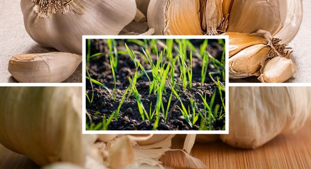 Не тільки часник і цибуля: ось ці 4 культури можна сіяти на городі зараз – врожай буде раннім 