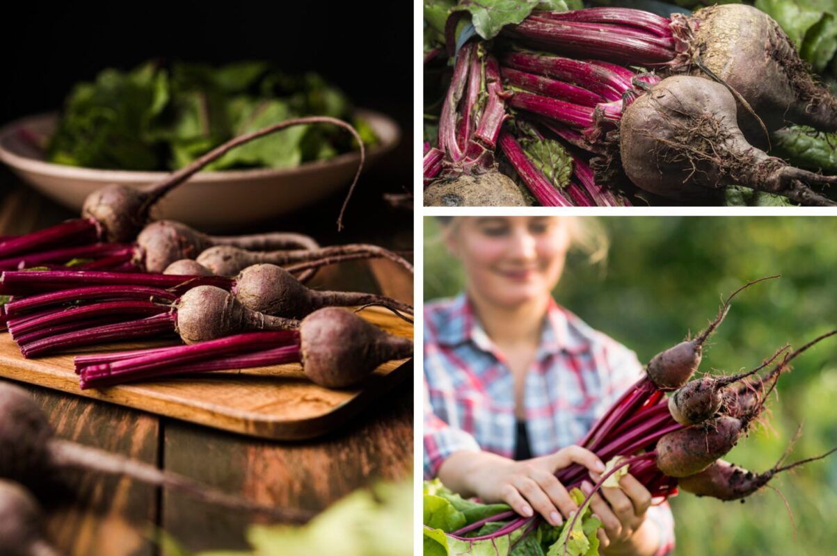 Городники назвали сприятливіші дні для посіву буряка під зиму в листопаді 2025