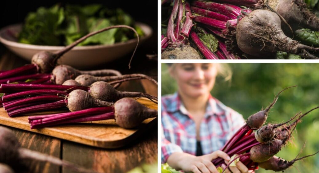 З 1 по 20 листопада у конкретні дати: коли сіяти буряк під зиму на Київщині та Одещині 