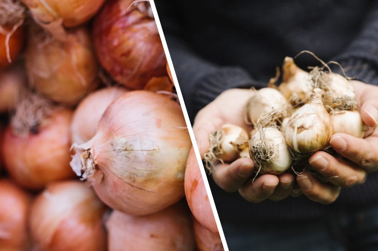 Городники розповіли, чим підживити цибулю під час осінньої посадки 2025