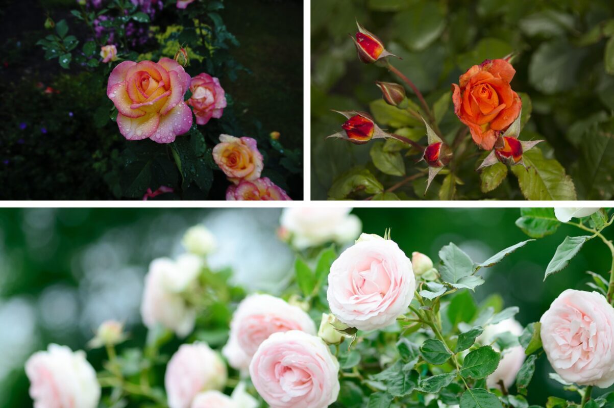 Садівники розповіли, чим підживити троянди напередодні зими