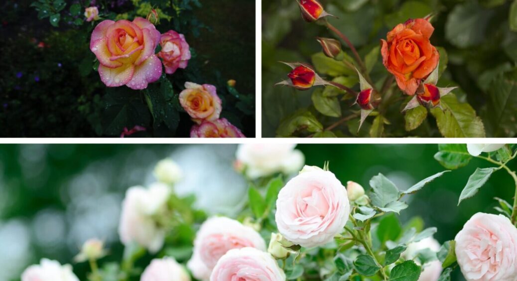 1 суміш під кущ – цвіт троянди буде на всі 100%: що внести в ґрунт в листопаді 2025 