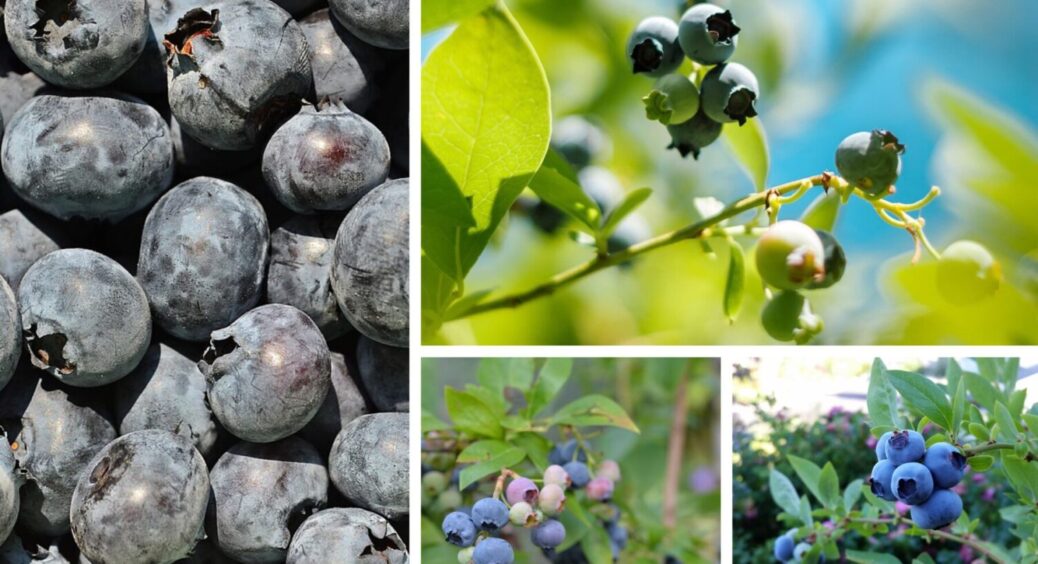 Ніяких 250 грн за маленький контейнер: як виростити супер урожай лохини у себе вдома 