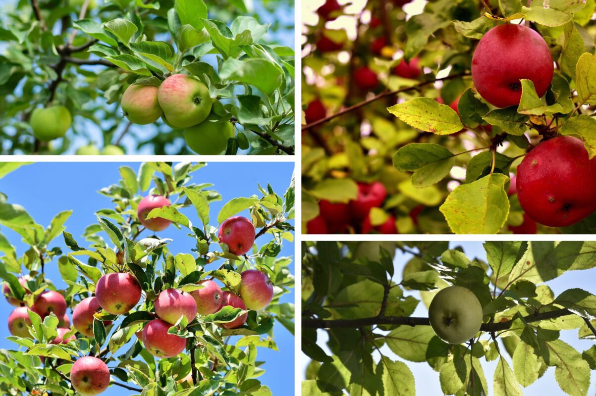 Садівники розповіли, чим обробити яблуню від парші восени 2025