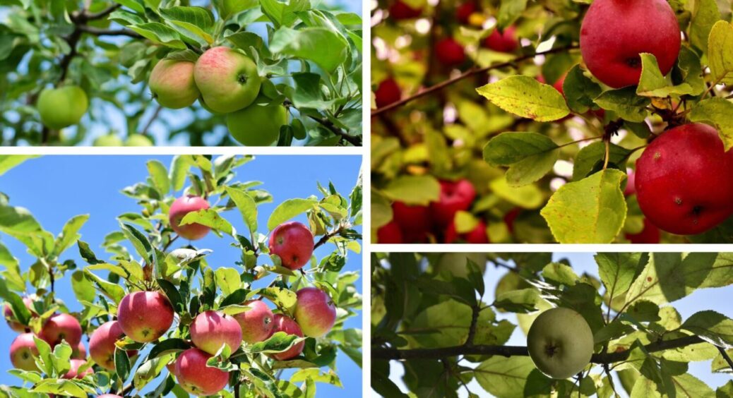 1 обробка яблуні восени, щоб в 2026-му плодів було ще більше: чим полити дерево від парші 