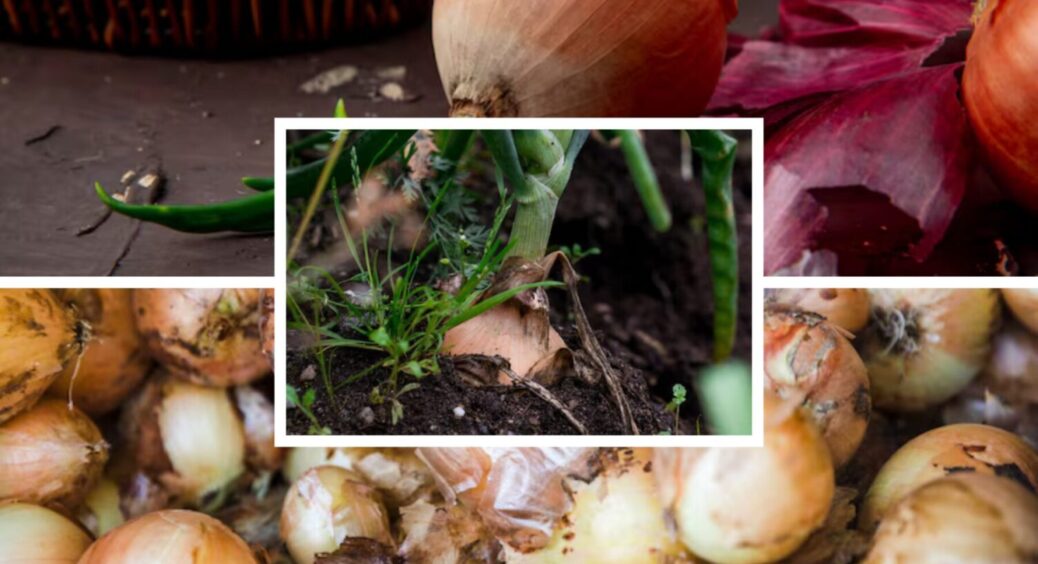 Цибуля + ця рідина – врожаю буде вдвічі більше: у чому замочити овоч перед посадкою в 2025 
