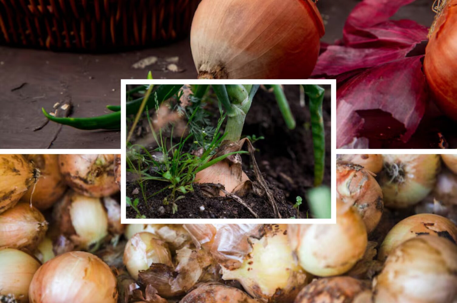 Городники розповіли, у чому замочити озиму цибулю перед посадкою восени 2025