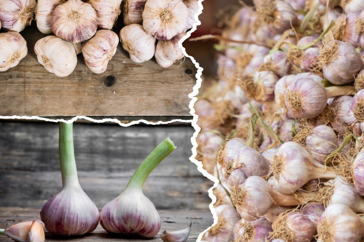 Дачник розповів, поруч з якими рослинами не можна висаджувати часник