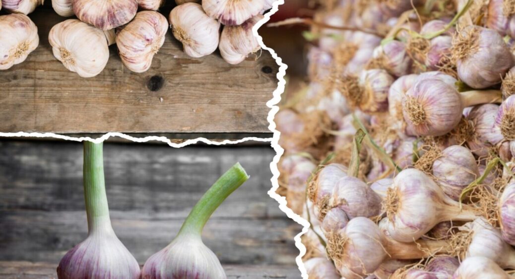 Що не можна садити біля озимого часнику? Ці 3 рослини — недруги, з якими не бачити вам врожаю 