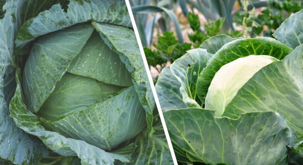 Ці 2 сорти отримали статус – “рекордсмени 2025”: яку капусту посадити під зиму восени 