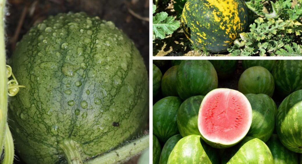 Кавуни їм навіть зимою, бо обираю ці 4 сорти: лежать місяцями – солодкі, соковиті, великі 