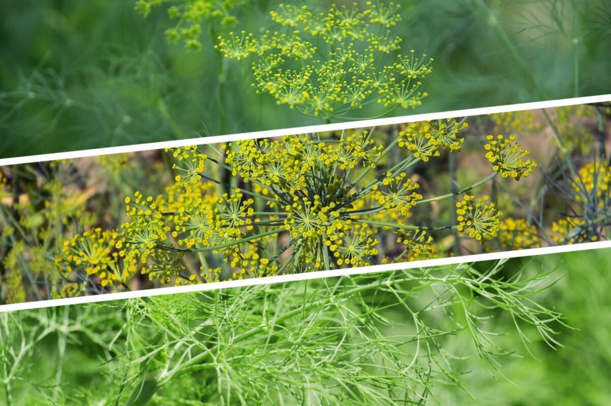  Агрономи розсекретили найкращий сорт кропу для посадки під зиму в 2025-му