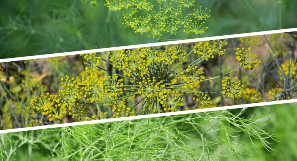 Ні зонтиків, ні мороки: цей 1 сорт кропу — найкраще, що я садив на своєму городі за 10 років 