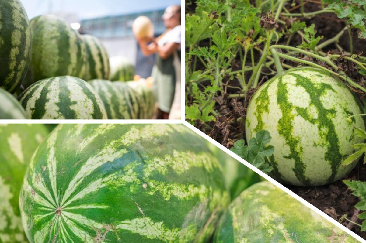 Агрономи розсекретили найврожайніші сорти кавунів для вирощування