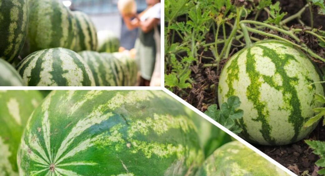 Ці 4 стабільно дають високий врожай: сорти кавунів, які вродять і в спеку, і в холод 