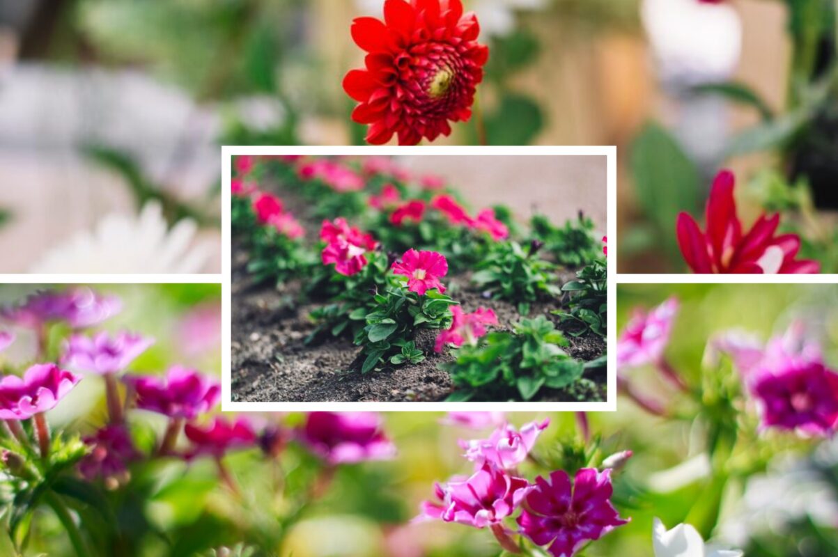 Експерт розповів, які квіти варто посадити під зиму