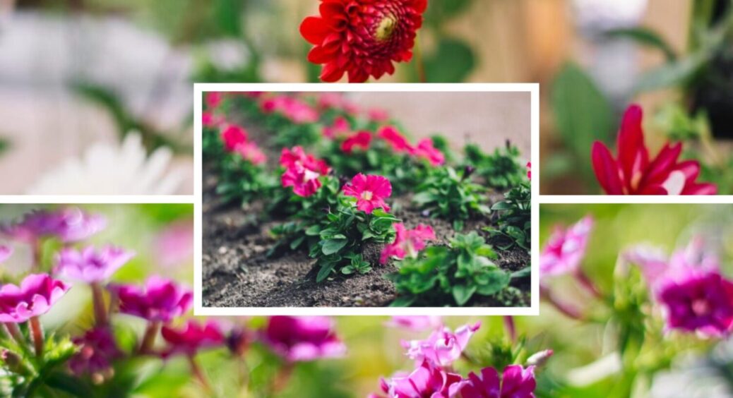 Квітучий сад в 2026-му гарантовано! Ось коли найкраще садити квіти у жовтні 2025 