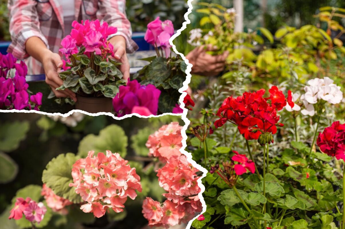 Квітникарі розповіли, як змусити герань цвісти в рази рясніше взимку