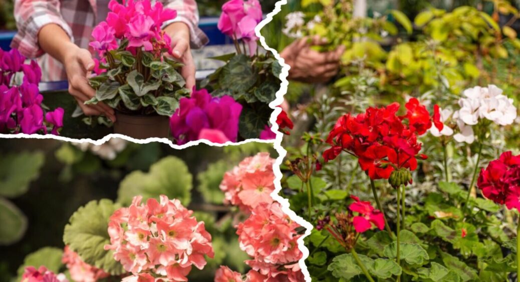 1 добриво – і герань зацвіте втричі рясніше вже взимку 2025-2026: чим полити рослину 