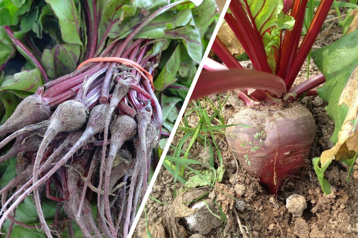 Городники розповіли, як правильно закласти врожай буряка на зберігання