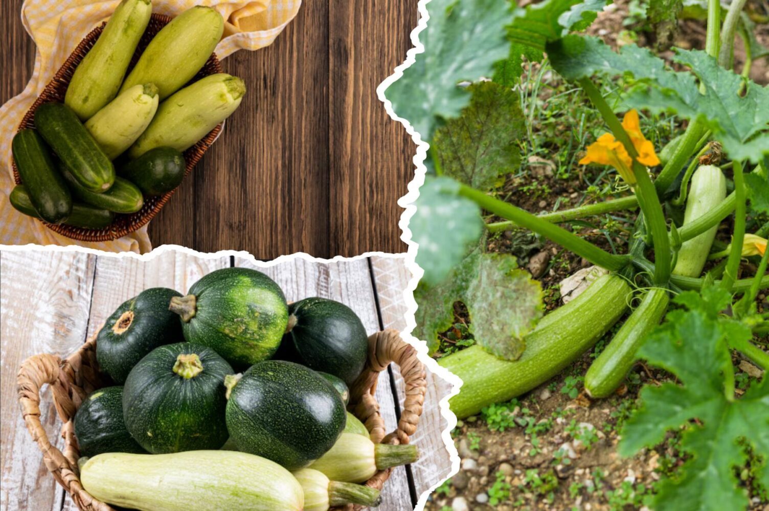 Агрономи назвали найврожайніший сорт кабачків для вирощування