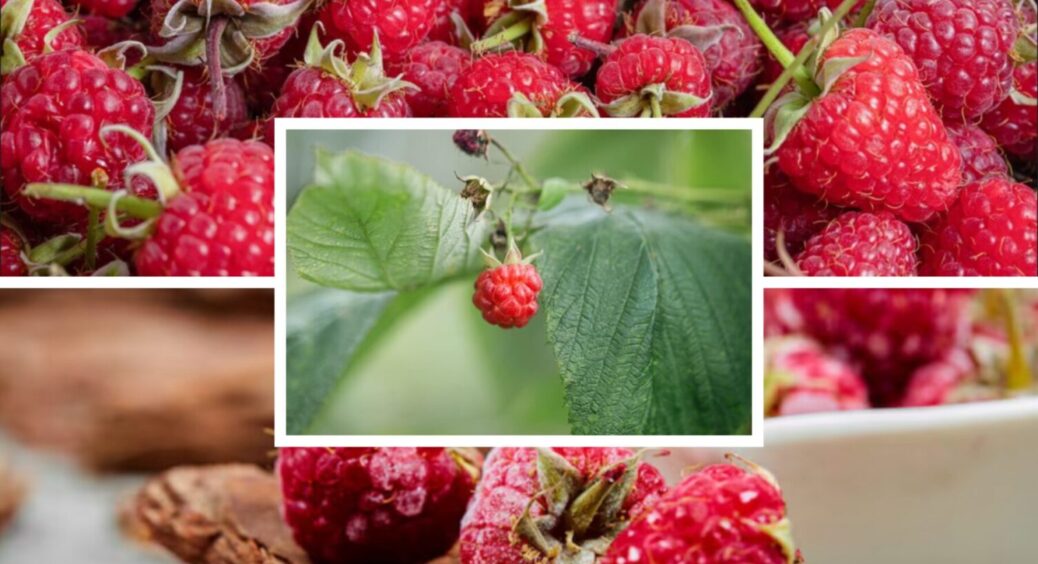 1 продукт в ґрунт + ще 2 дії: ось що роблю з малиною щоосені для щедрого врожаю 