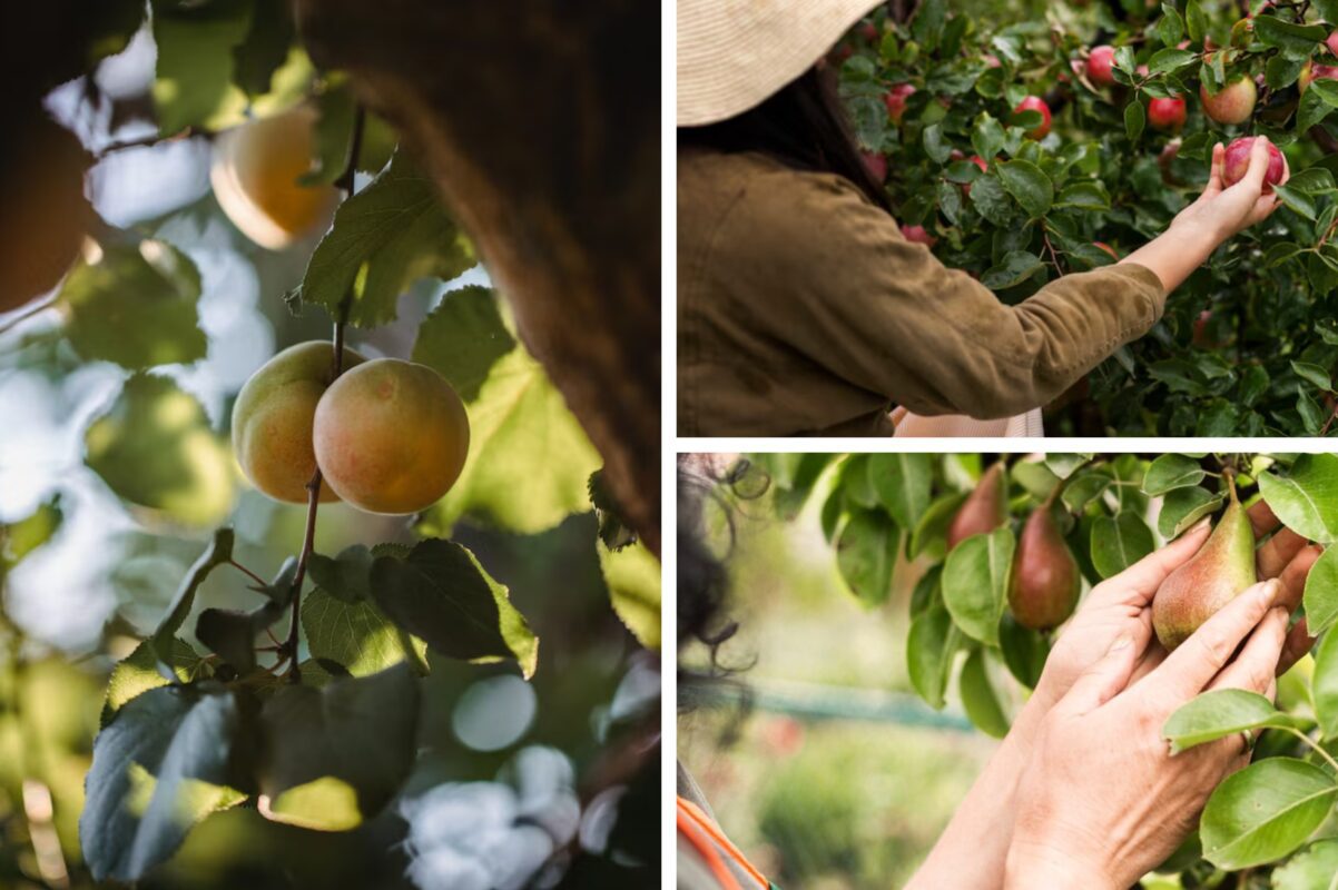 Садівники розповіли, які існують основні ознаки сажистого грибка на деревах