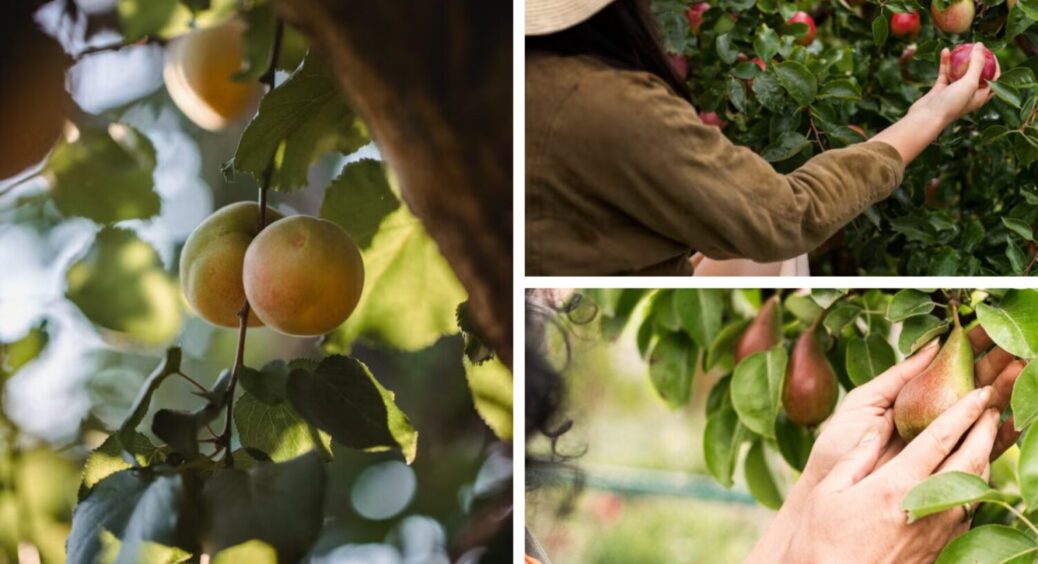 На стовбурі, але не мох і не лишайник: як виявити сажистий грибок – ось чим він небезпечний 