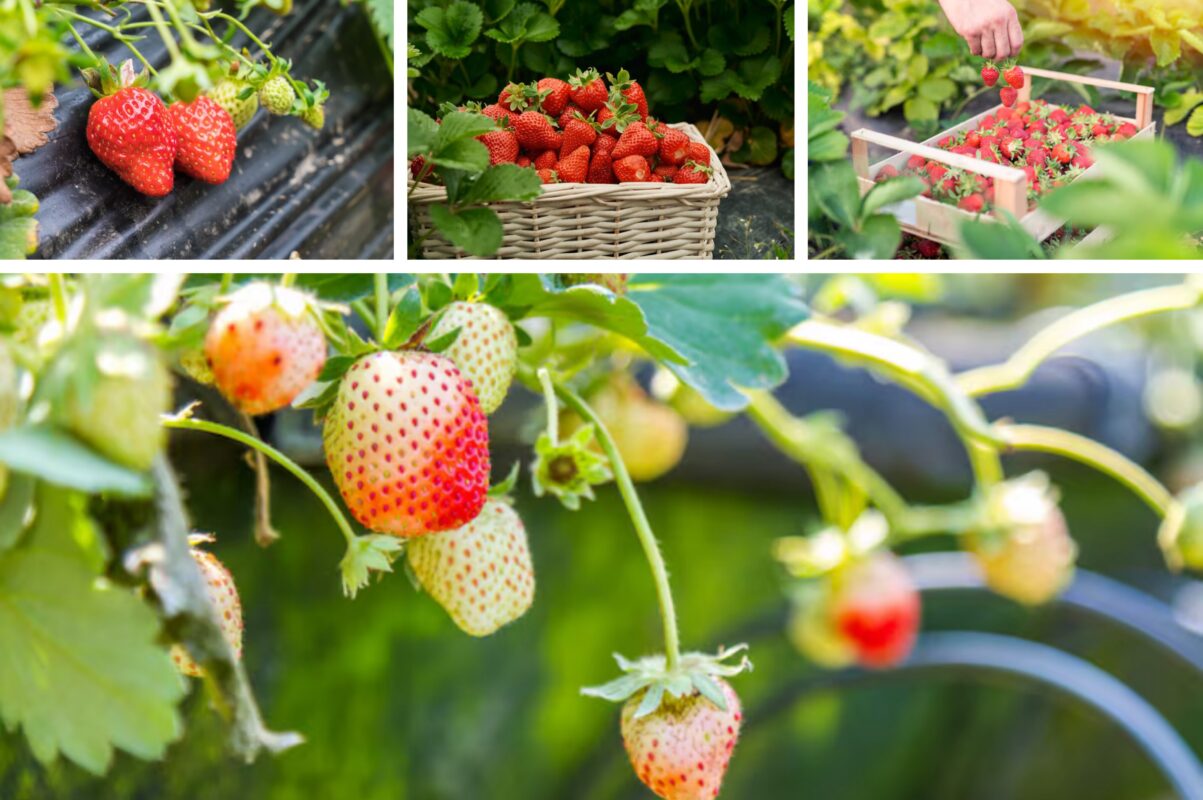 Садівники розсекретили найефективніше жовтневе добриво для полуниці