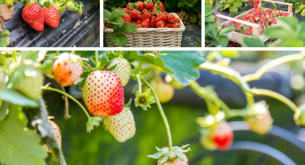 До 20 жовтня внесіть у ґрунт ЦЕ – і навесні полуниця оживе за тиждень: працює на 9 з 10 сортів 