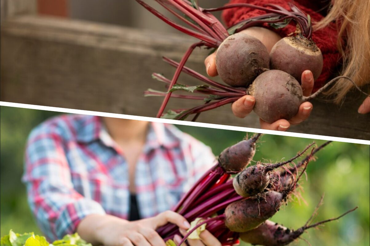 Садівники пояснили, в чому найкраще зберігати врожай буряку до нового сезону