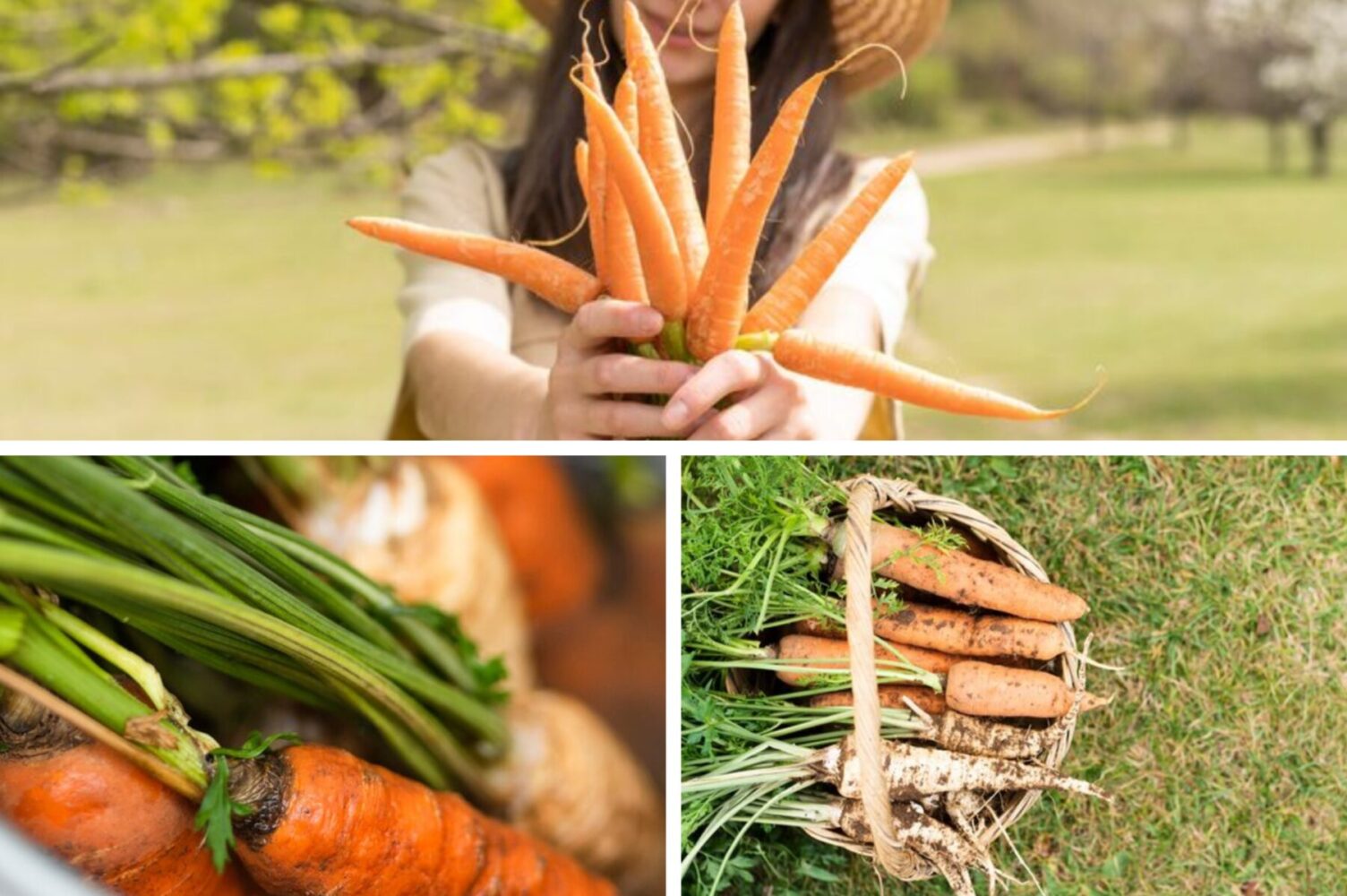 Городники назвали найсприятливіші дні для посіву моркви під зиму в 2025-му