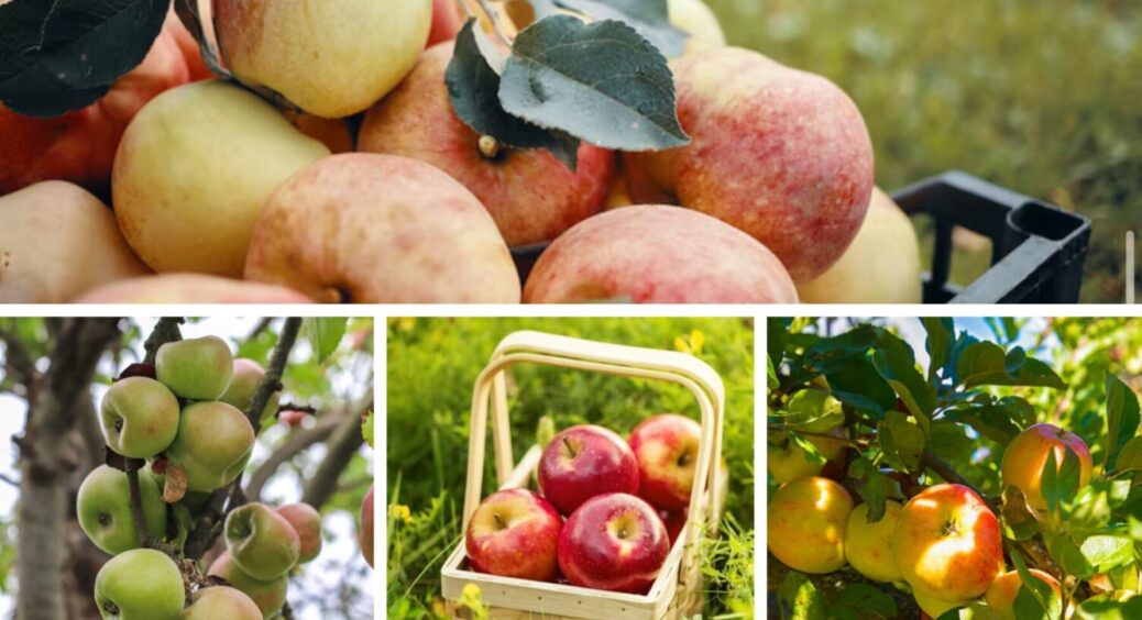 Врожай зросте на 50% – секрет в одній простій дії: що внести під яблуню восени 