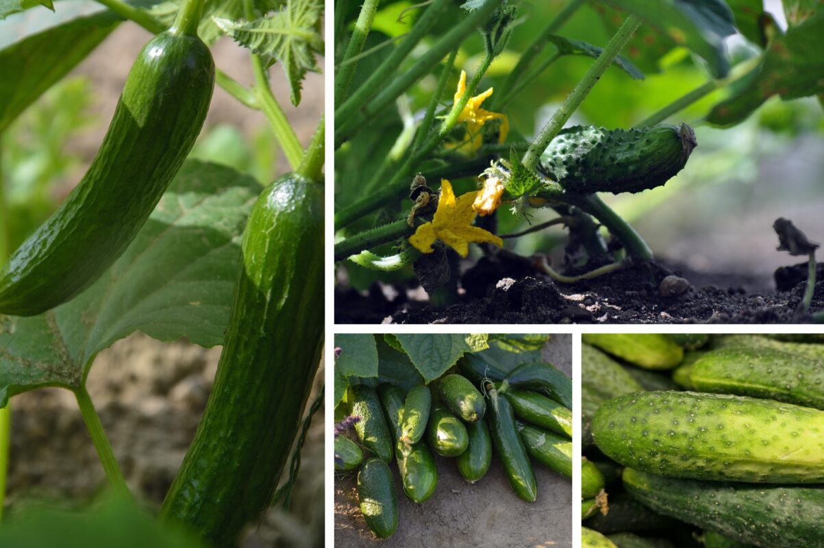 Експерт розповів, який сорт огірків підійде для раннього урожаю