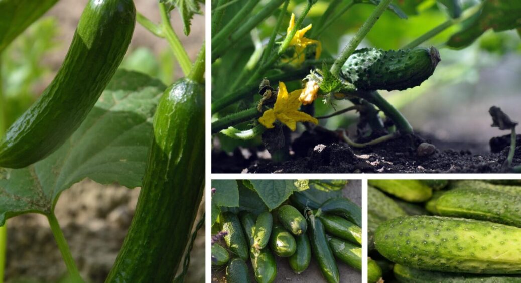 Купила насіння огірків у грудні 2025, матиму супер урожай вже в травні 2026: цей сорт – це щось 