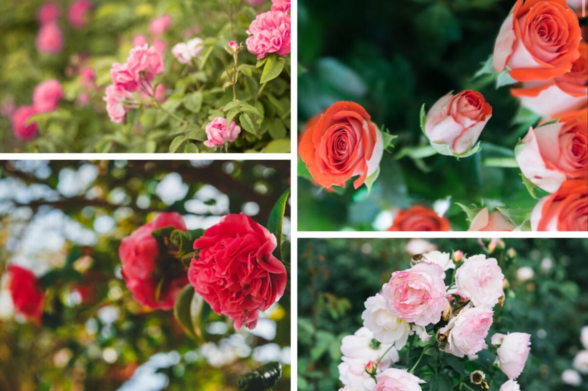 Садівник розповів, які троянди зараз розкуповують усі через їхню красу