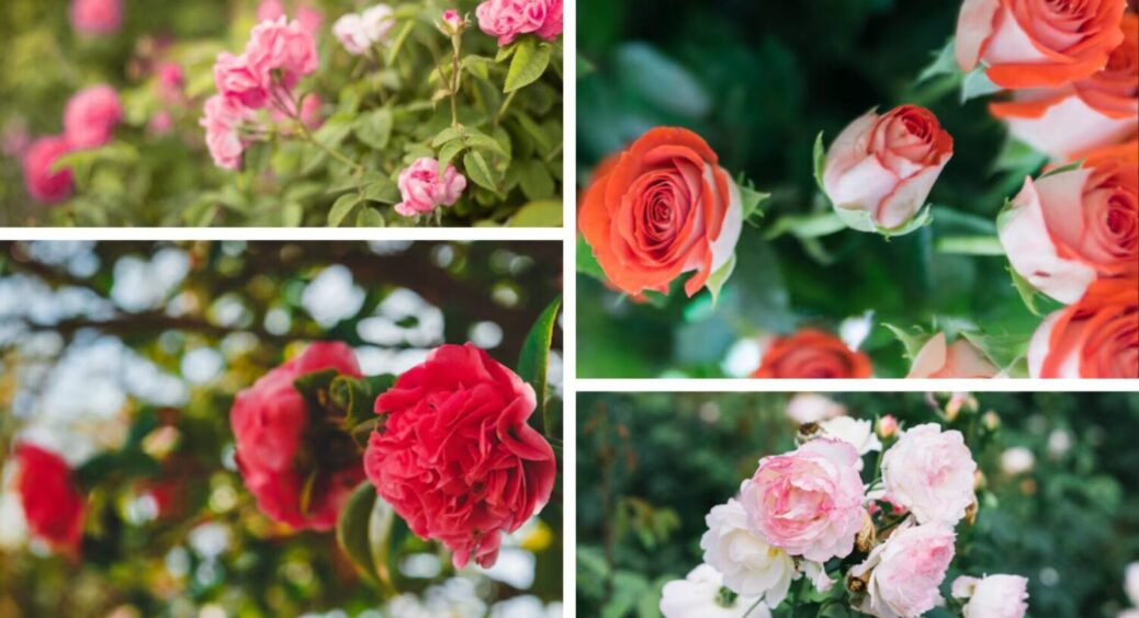 Ці сорти троянд зараз шукають всі: 3 красуні, що вирвалися з виставок на широкий ринок 