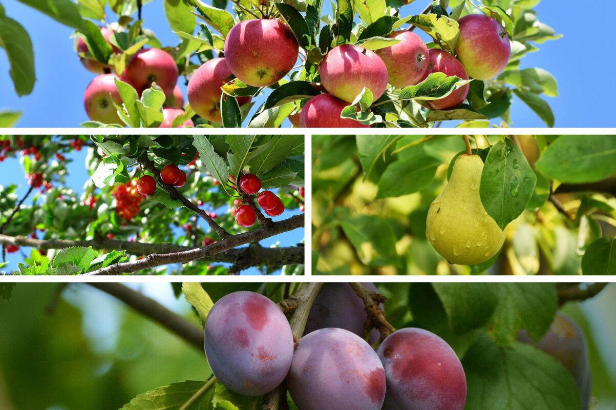 Експерт розповів, як утеплити плодові дерева